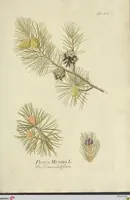 An illustration from (Centuria VII.) (1803)