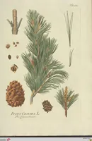 Picture 37 of 49 from (Centuria VII.) (1803), leaf 235