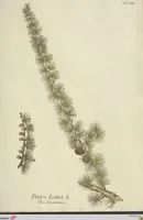 Picture 38 of 49 from (Centuria VII.) (1803), leaf 237