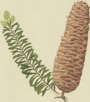 An illustration from (Centuria VII.) (1803)