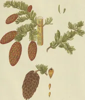 An illustration from (Centuria VII.) (1803)