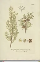 Picture 41 of 49 from (Centuria VII.) (1803), leaf 243