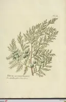 Picture 42 of 49 from (Centuria VII.) (1803), leaf 245