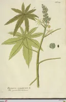 Picture 43 of 49 from (Centuria VII.) (1803), leaf 255