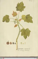 Picture 44 of 49 from (Centuria VII.) (1803), leaf 257