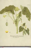 Picture 46 of 49 from (Centuria VII.) (1803), leaf 261