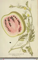 Picture 47 of 49 from (Centuria VII.) (1803), leaf 267