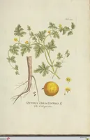 Picture 49 of 49 from (Centuria VII.) (1803), leaf 273