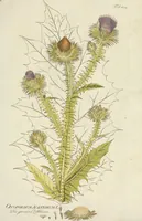 An illustration from (Centuria VII.) (1803)