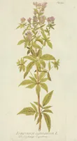 Picture 2 of 49 from (Centuria VII.) (1803), leaf 75