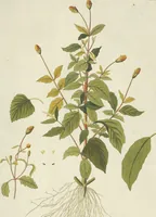 An illustration from (Centuria VII.) (1803)