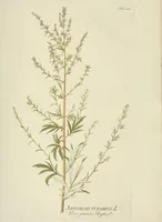 An illustration from (Centuria VII.) (1803)