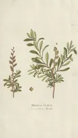 An illustration from (Centuriae Octavae Fasciculus Primus) (1807)