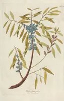 An illustration from (Centuriae Octavae Fasciculus Primus) (1807)