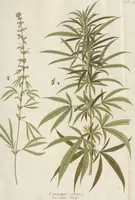 Picture 3 of 15 from (Centuriae Octavae Fasciculus Primus) (1807), leaf 31