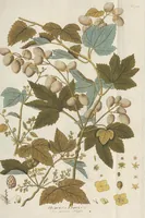 An illustration from (Centuriae Octavae Fasciculus Primus) (1807)