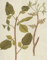 An illustration from (Centuriae Octavae Fasciculus Primus) (1807)