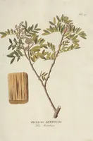 An illustration from (Centuriae Octavae Fasciculus Primus) (1807)