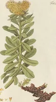 An illustration from (Centuriae Octavae Fasciculus Primus) (1807)
