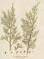 An illustration from (Centuriae Octavae Fasciculus Primus) (1807)