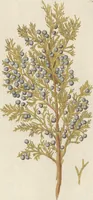 An illustration from (Centuriae Octavae Fasciculus Primus) (1807)