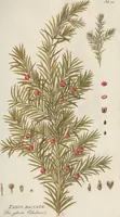 An illustration from (Centuriae Octavae Fasciculus Primus) (1807)