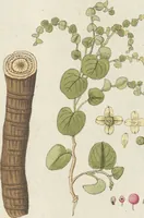 An illustration from (Centuriae Octavae Fasciculus Primus) (1807)