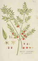 An illustration from (Centuriae Octavae Fasciculus Primus) (1807)