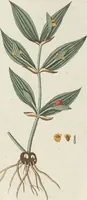 An illustration from (Centuriae Octavae Fasciculus Primus) (1807)