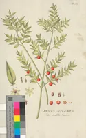 An illustration from (Centuriae Octavae Fasciculus Primus) (1807)