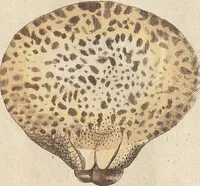 An illustration from (Centuriae Octavae Fasciculus Secundus Totiusque Operis Ultimus) (1812)