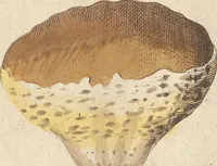 An illustration from (Centuriae Octavae Fasciculus Secundus Totiusque Operis Ultimus) (1812)