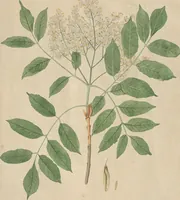 An illustration from (Centuriae Octavae Fasciculus Secundus Totiusque Operis Ultimus) (1812)