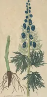 An illustration from (Centuriae Octavae Fasciculus Secundus Totiusque Operis Ultimus) (1812)