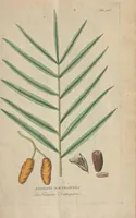 An illustration from (Centuriae Octavae Fasciculus Secundus Totiusque Operis Ultimus) (1812)