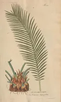 An illustration from (Centuriae Octavae Fasciculus Secundus Totiusque Operis Ultimus) (1812)