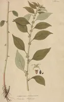 An illustration from (Centuriae Octavae Fasciculus Secundus Totiusque Operis Ultimus) (1812)
