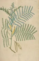 An illustration from (Centuriae Octavae Fasciculus Secundus Totiusque Operis Ultimus) (1812)