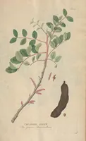 An illustration from (Centuriae Octavae Fasciculus Secundus Totiusque Operis Ultimus) (1812)