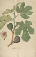 An illustration from (Centuriae Octavae Fasciculus Secundus Totiusque Operis Ultimus) (1812)