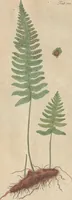 An illustration from (Centuriae Octavae Fasciculus Secundus Totiusque Operis Ultimus) (1812)