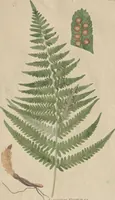 An illustration from (Centuriae Octavae Fasciculus Secundus Totiusque Operis Ultimus) (1812)