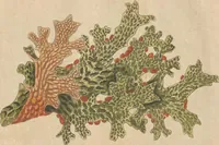 An illustration from (Centuriae Octavae Fasciculus Secundus Totiusque Operis Ultimus) (1812)