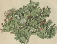 An illustration from (Centuriae Octavae Fasciculus Secundus Totiusque Operis Ultimus) (1812)