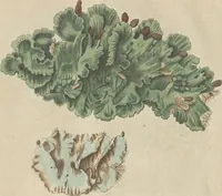 An illustration from (Centuriae Octavae Fasciculus Secundus Totiusque Operis Ultimus) (1812)