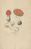 An illustration from (Centuriae Octavae Fasciculus Secundus Totiusque Operis Ultimus) (1812)