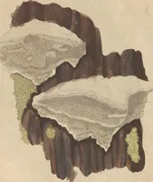 An illustration from (Centuriae Octavae Fasciculus Secundus Totiusque Operis Ultimus) (1812)