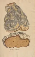 An illustration from (Centuriae Octavae Fasciculus Secundus Totiusque Operis Ultimus) (1812)