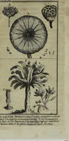 An illustration from (Band 1) (1740)
