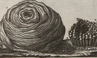 Picture 7 of 15 from Naturgeschichte für Kinder (1780), leaf 733